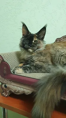 Котенок мейн-кун