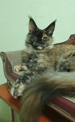 Котенок мейн-кун