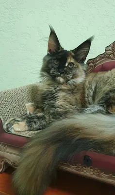 Котенок мейн-кун