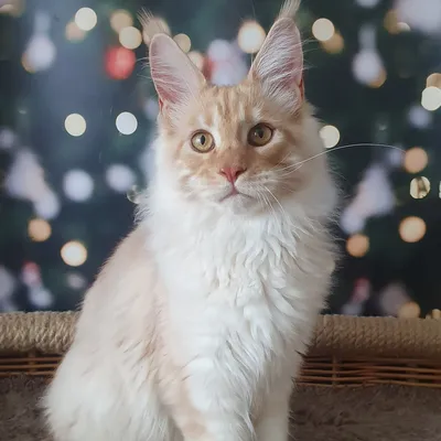 Котенок мейн-кун