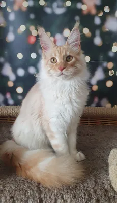 Maine Coon kitten