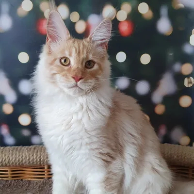 Котенок мейн-кун