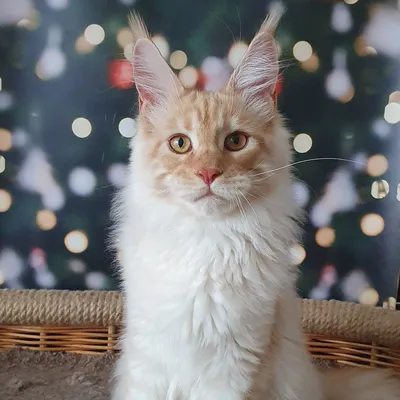 Котенок мейн-кун