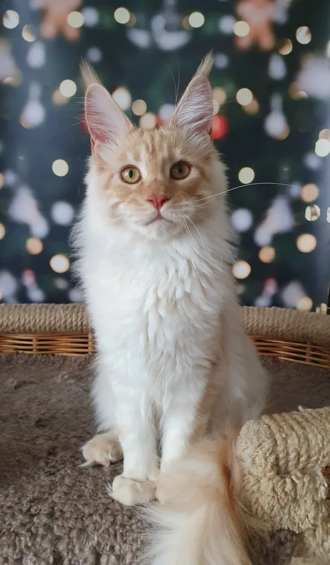 Maine Coon kitten Red smoke MCO ds Boy