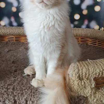 Котенок мейн-кун