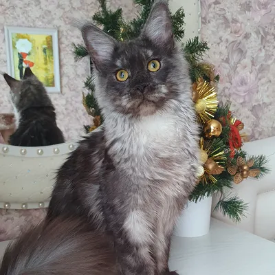 Котенок мейн-кун