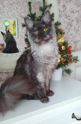 Котенок мейн-кун