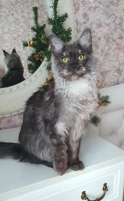 Котенок мейн-кун