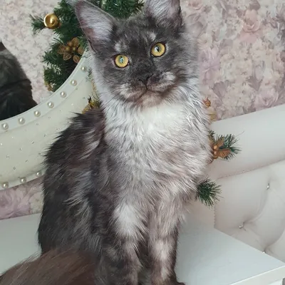 Котенок мейн-кун