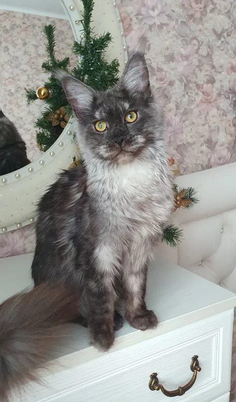 Maine Coon kitten Black smoke MCO ns Girl