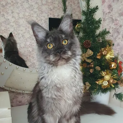 Котенок мейн-кун