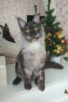 Котенок мейн-кун