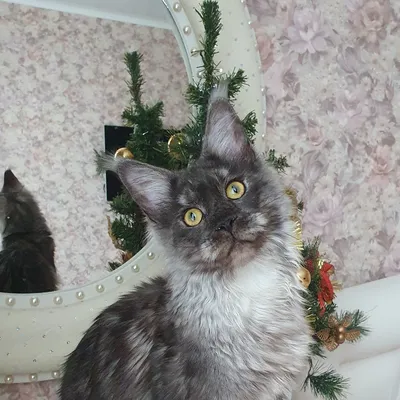 Котенок мейн-кун