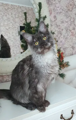 Котенок мейн-кун