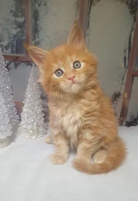 Котенок мейн-кун