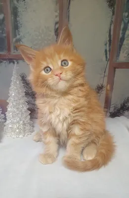 Котенок мейн-кун
