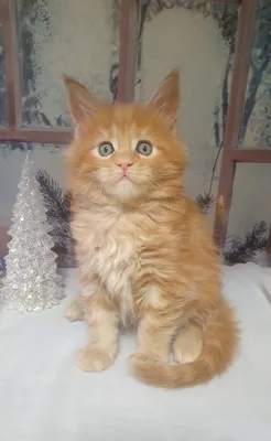 Котенок мейн-кун
