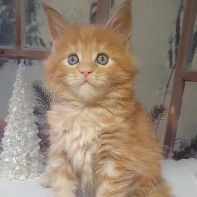 Котенок мейн-кун