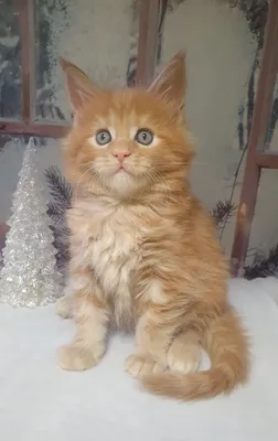 Котенок мейн-кун