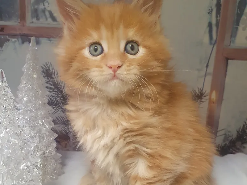Maine Coon kitten Red MCO d Boy