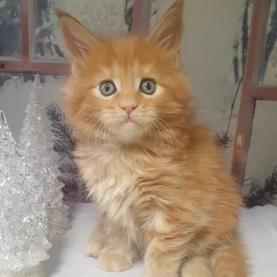 Котенок мейн-кун