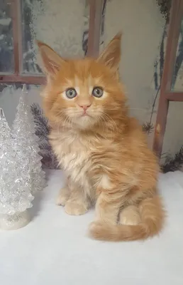 Котенок мейн-кун