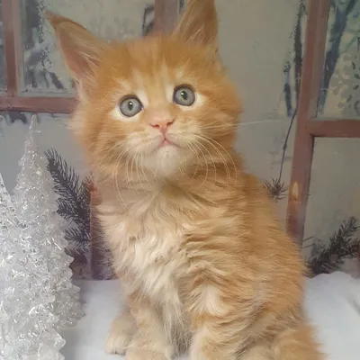 Котенок мейн-кун