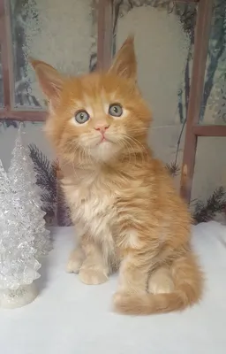 Котенок мейн-кун