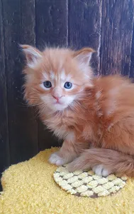 Котенок мейн-кун