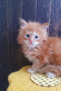 Котенок мейн-кун