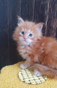 Котенок мейн-кун