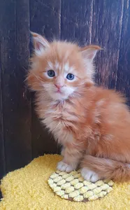 Котенок мейн-кун
