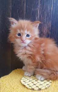 Котенок мейн-кун