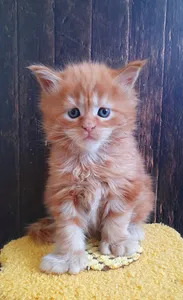 Maine Coon kitten