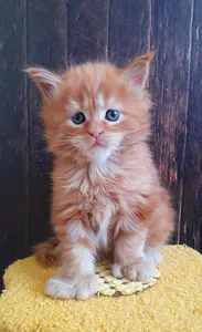 Maine Coon kitten