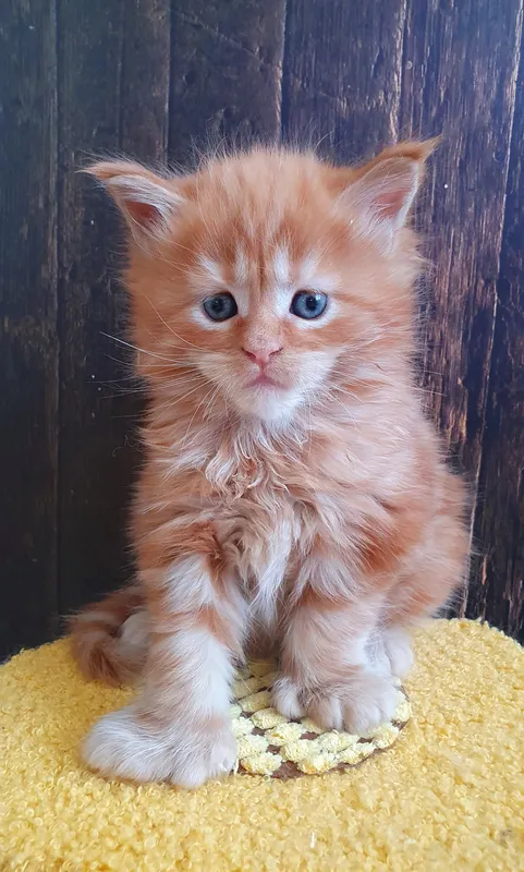 Maine Coon kitten Red MCO d Boy
