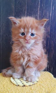 Maine Coon kitten