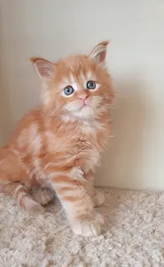 Котенок мейн-кун