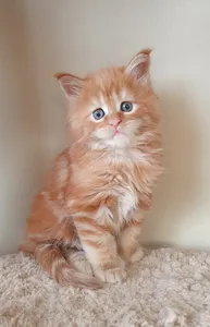 Котенок мейн-кун