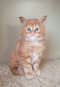 Котенок мейн-кун