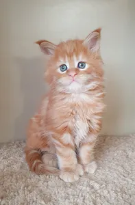 Котенок мейн-кун