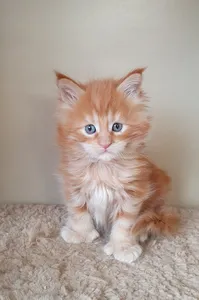 Котенок мейн-кун