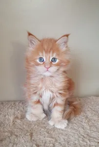 Котенок мейн-кун