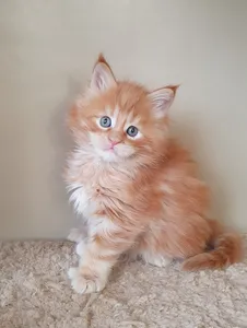 Котенок мейн-кун