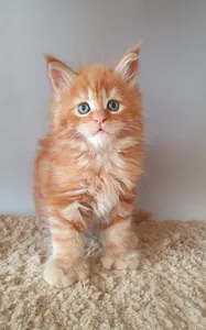 Котенок мейн-кун