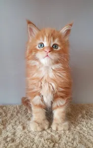 Котенок мейн-кун