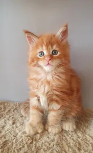 Котенок мейн-кун