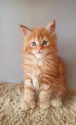 Котенок мейн-кун
