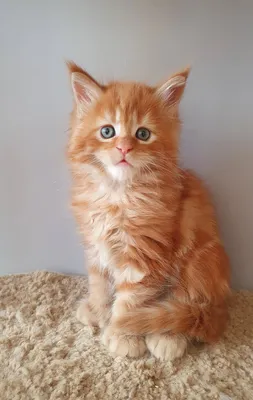 Котенок мейн-кун