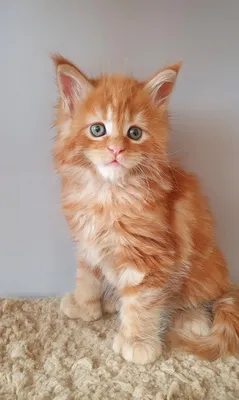 Котенок мейн-кун